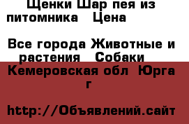 Щенки Шар пея из питомника › Цена ­ 25 000 - Все города Животные и растения » Собаки   . Кемеровская обл.,Юрга г.